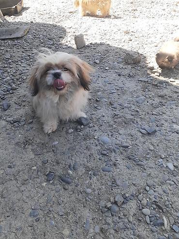 İtlər: Pekines, 8 ay, Erkek, Ödənişli çatdırılma — 11