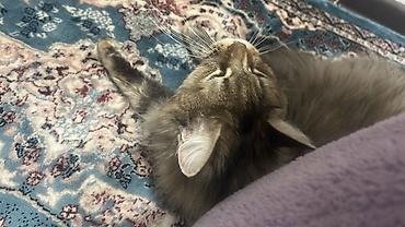 scotish fold: Котята, домашние, короткошёрстные. Описание:мать породы Мейн кун — 9