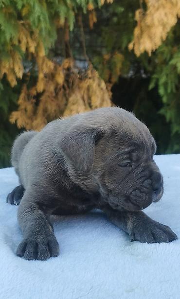 prodaja kane korso cena: Ako tražite vernog člana porodice, obratite se nama i postanite — 10