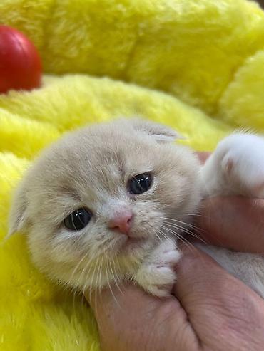 Pişiklər: Şotland — 8