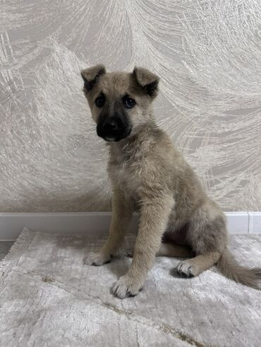 отпугиватель собак: Собака даром: Дворняжка, 3 месяца, Самка