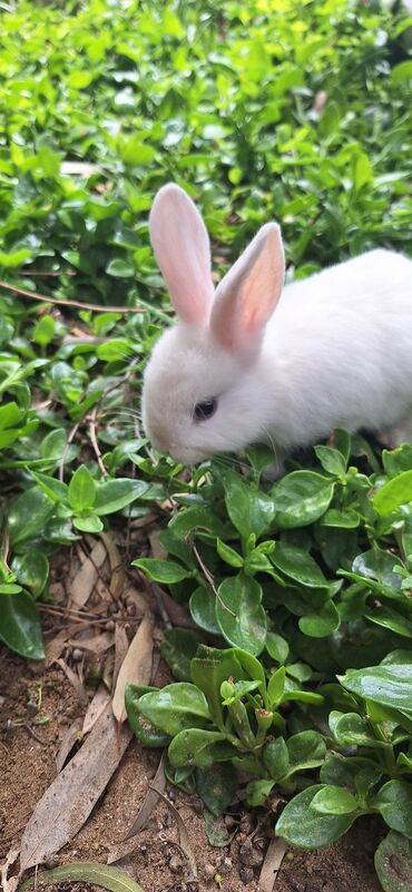 Dovşanlar: Dekorativ dovsanlar biri 15 azn — 2