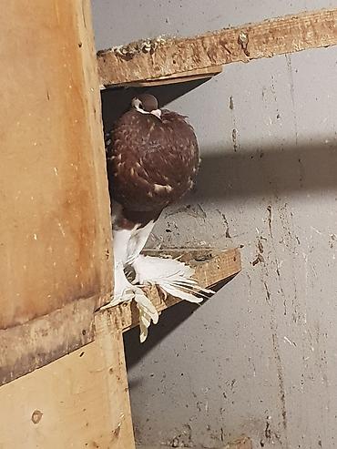 Pişiklər: Pişiklər -da lalafo.az — 2 Pişiklər: Pişiklər — 2