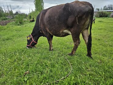 дойныйе коровы: Продаю | Корова (самка) | Алатауская | Для разведения, Для молока | Стельные