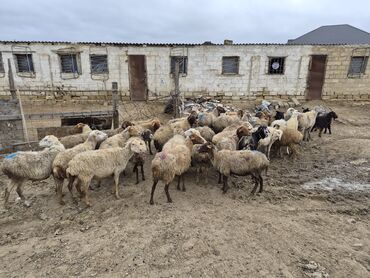 Qoyunlar, qoçlar: 15 balalı qoyun satlırr iri quzularla qiymət razılaşma yolu iləə — 1