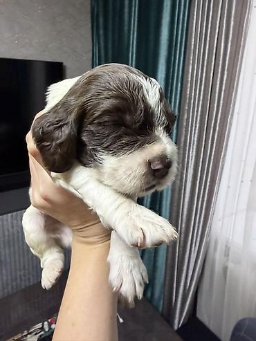 Продажа собак: Русский охотничий спаниель! Предлагаются к бронированию щенки — 6