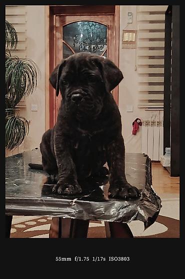 İtlər: Kane-Korso, 1 ay, Erkek, Sənədli, Pulsuz çatdırılma, Ünvandan götürmə, Rayonlara çatdırılma — 11