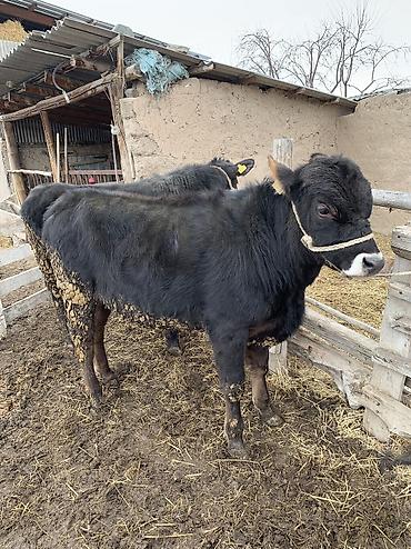 Коровы, быки: Продаю | Бык (самец), Музоо, торпок | Ангус, Абердин-ангус | На откорм, На забой — 11