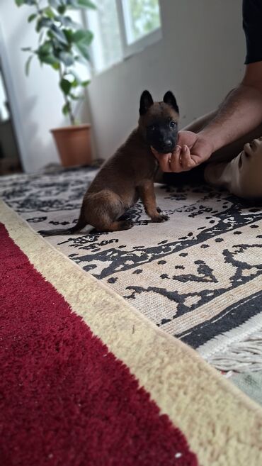 İtlər: Belçika çoban iti, 1 ay, Dişi, Pulsuz çatdırılma — 8