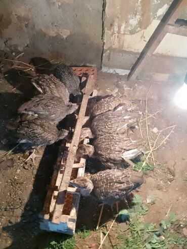 Cücələr: Hinduşka cücələri, Damazlıq — 40