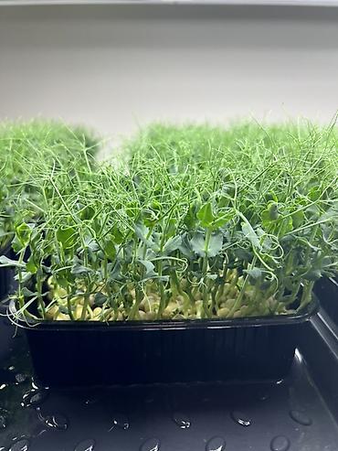 Микрозелень: Микрозелень в Бишкеке Горох подсолнечник, брокколи, горчица, редис — 1