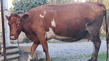 vakum su pompası: Üçüncü qarına 7 aylıq boğazdı südü yağlı heyvandı — 6