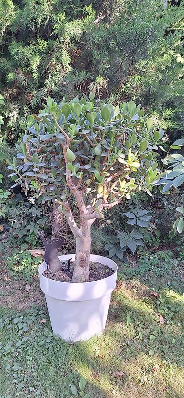 кончи: Агава американская (Agave americana) в горшке - Крупное декоративное — 10