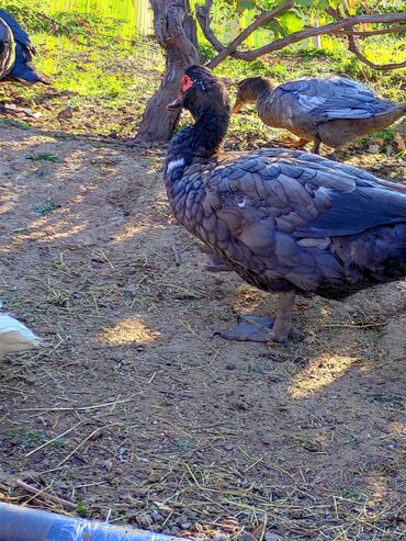 Ördəklər: Dişi, | Lal ördək, Macar, Damazlıq, Ünvandan götürmə, Ödənişli çatdırılma — 7