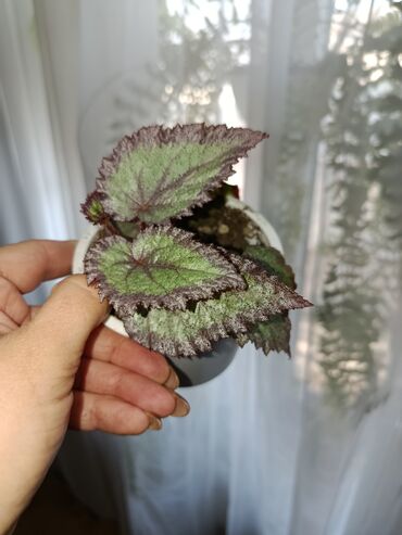 Другие комнатные растения: Продаются комнатные цветы. Токмок — 9