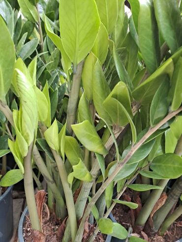 Ostale kućne biljke: Filadendron Brasil, velika biljka sa prve slike je 800, Yucca, Drvo — 6