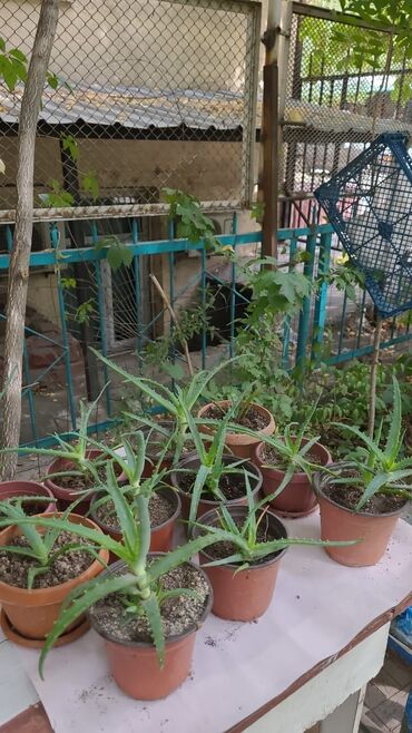 алоэ вера форевер для беременных: 🌵алоэ от 200 сом за один👈
📍Находятся в районе 1000 мелочей