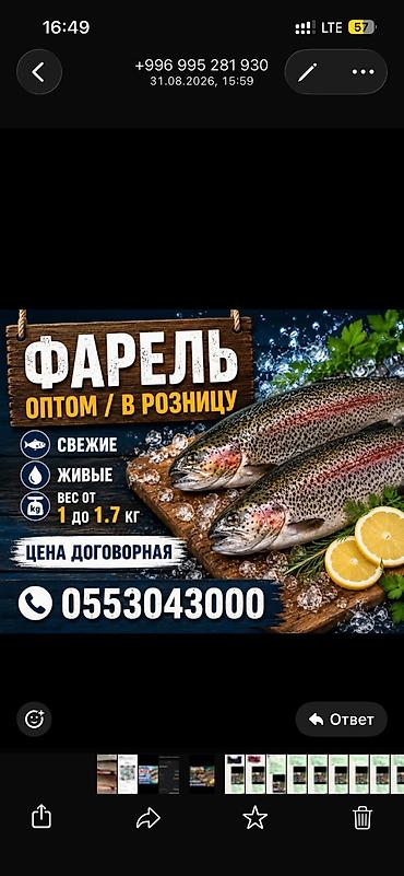 haktan pack: Форель с бассейна оптом.свежая высокого качества. От 1 до 1.7 кг — 2