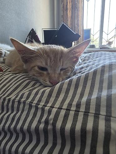 ищу котят: Отдаю котят, только ответсвенным хозяевам — 2