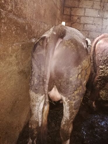 bmw 1 серия 125i at: Ətlik dana