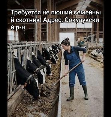 вакансия работа бишкек: Вакансия: семейный скотник (трезвый) Адрес: Сокулукский район — 1