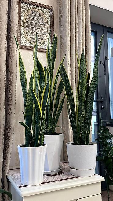 Замиокулькас (Долларовое дерево): Замиокулькас, также известный как долларовое дерево, представлен в — 7