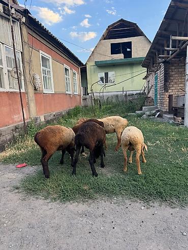 Баран, овца: Продаю | Ягненок | На забой — 15