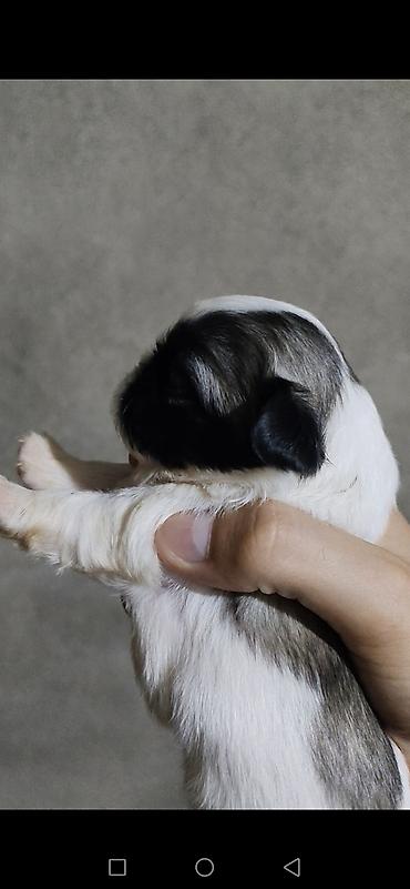 it bazari 2023: Pekines, 1 ay, Dişi, Peyvəndli, Ödənişli çatdırılma — 1