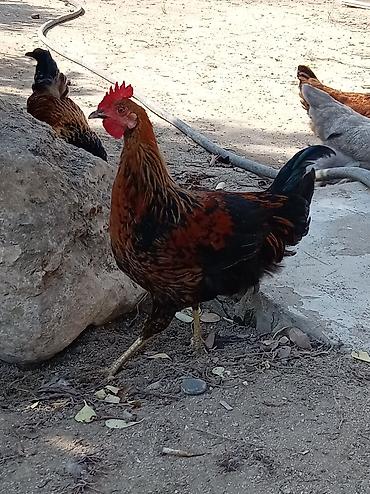 Toyuq, Yumurtalıq lalafo.az -da Toyuq, Yumurtalıq