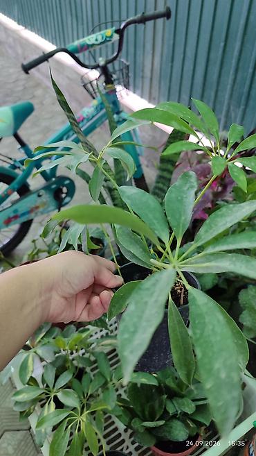 Молочайлар: Горшечные комнатные растения: 1) Молочай миля (Euphorbia milii — 7