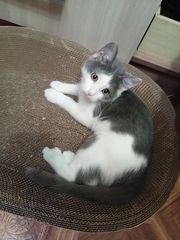 кошка серый: Котёнок домашний, короткошёрстный, окраса биколор: бело‑серый — 3