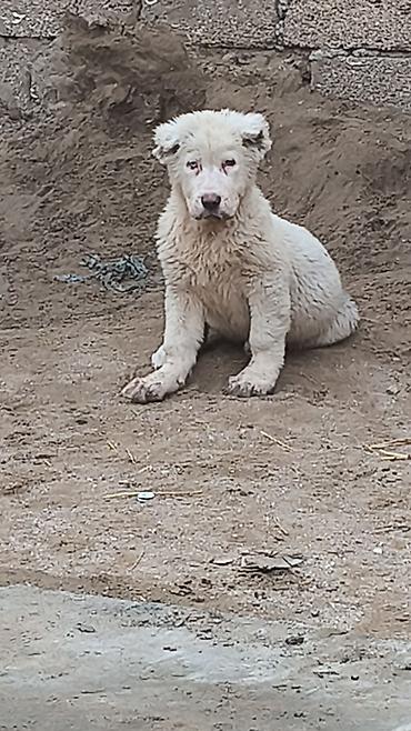 İtlər: Alabay — 4