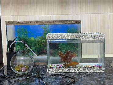 akvarium filter: Akvaryum dəsti – dekorativ balıqlar və aksesuarlarla - Şüşə akvaryum — 2