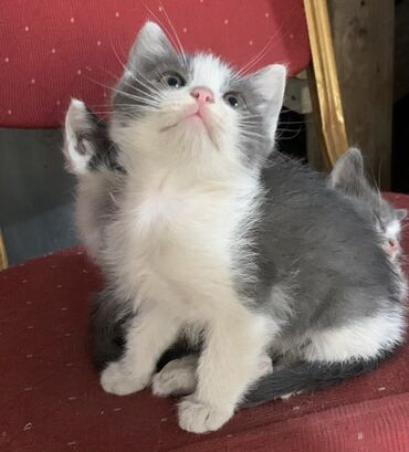 бурманская короткошерстная кошка: Котята домашние, помёт разноокрасочный: - Серо-белые бико лоры с