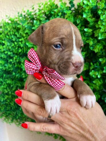 kupujem papagaje: Registrovana odgajivacnica pasa "Happy Puppies" ima u ponudi prelepe