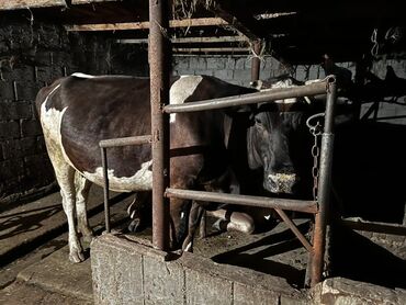 продам корову: Продаю | Корова (самка) | Для молока | Искусственник