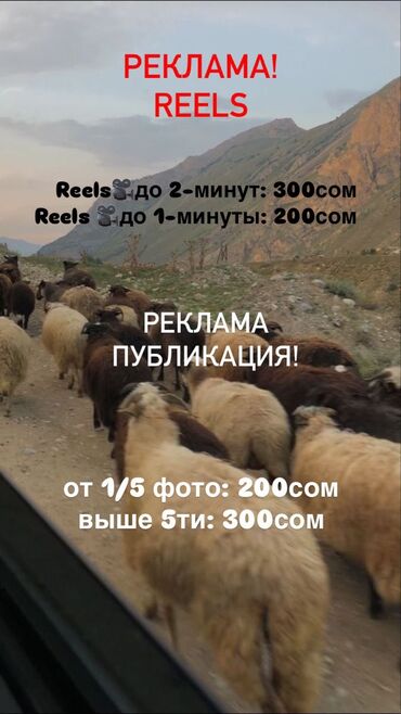 печать для документов: Предлагаем услуги по размещению рекламы и публикаций в формате Reels