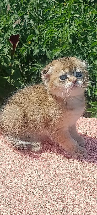 савана кошка: Скотиш Фолд (Шотландская вислоухая), 1 месяц, Девочка, Золотая шиншилла, Приучена к лотку, Проглистована — 10