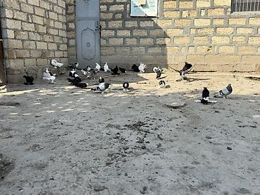 göyərçin satılır: Gorduyunuz dekorativ goyercinler satilir ciddi alicilar yazsin — 5