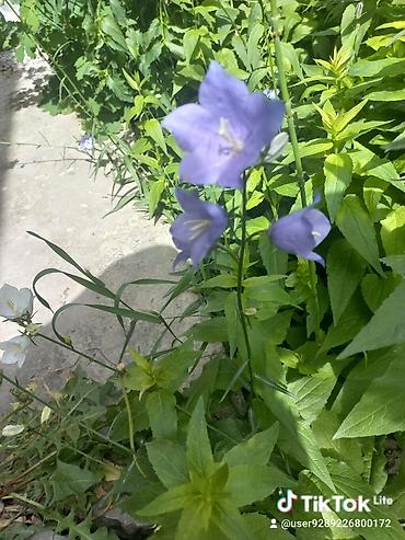 Другие садовые цветы и кустарники: Ново Покровка — 19