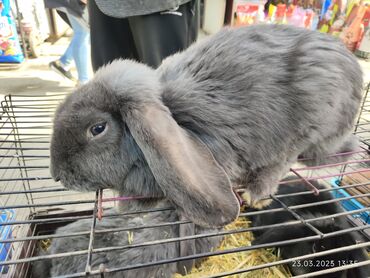 Кролики: Продаю | Кролик самец | Французский баран | Для разведения | Племенные — 8