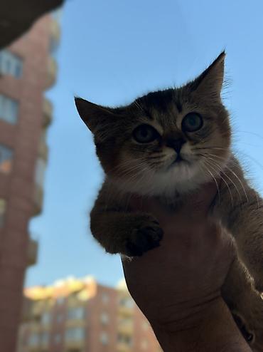 pişik satisi 2019: Şinşilla, Dişi, Yaxşı əllərə — 3