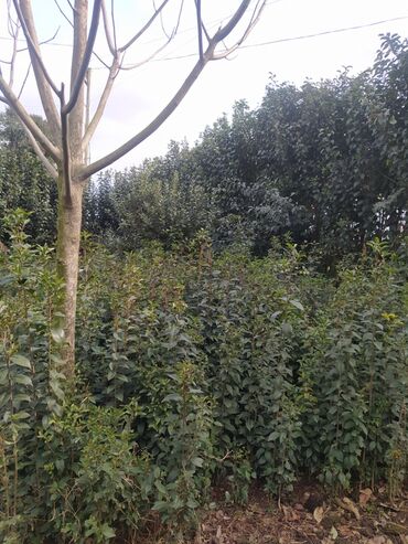 Ağaclar: Yaşıl canlı çəpər – Ligustrum (Privet) kolları - Məhsul — 6