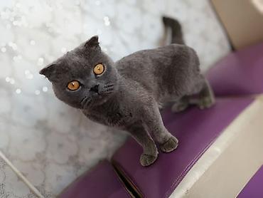 маленькая кошка: Шотландская вислоухая кошка (Scottish Fold), окрас: сплошной серый — 4