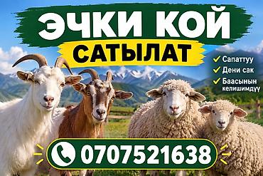 купить козу: Продаю | Коза (самка) | Для разведения — 1