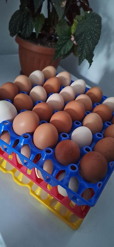 лотки яиц: 🐔Куриные яйца,🥚 Домашние каждый день свежие яйца✅️ - Ассорти — 2