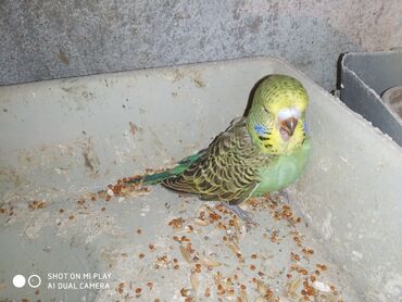 Digər quşlar: Çex cütler satılır papuqaylar təmiz qan vıstıvıcnıy vıstıvka sərgi — 29