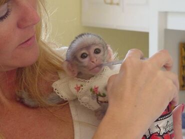 Ostale životinje: Prodaju se dobro dresirani majmuni kapucini Na prodaju majmuni