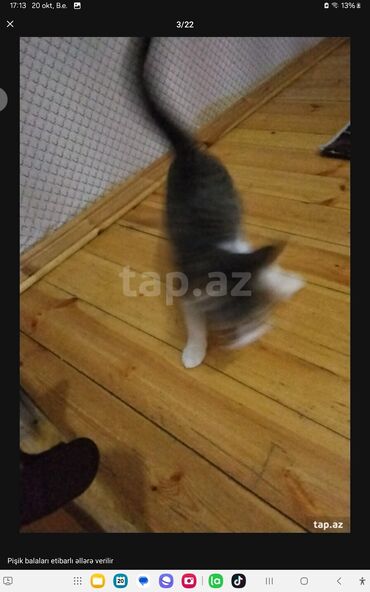 Pişiklər: Yaxşı əllərə — 15