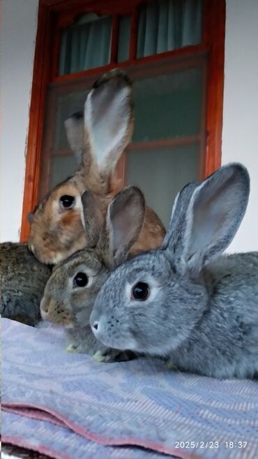 Dovşanlar: Flandr cinsli damazlıq dovşan balaları satılır. Ətlik cinsidir. Təmiz -da lalafo.az — 12 Dovşanlar: Flandr cinsli damazlıq dovşan balaları satılır. Ətlik cinsidir. Təmiz — 12